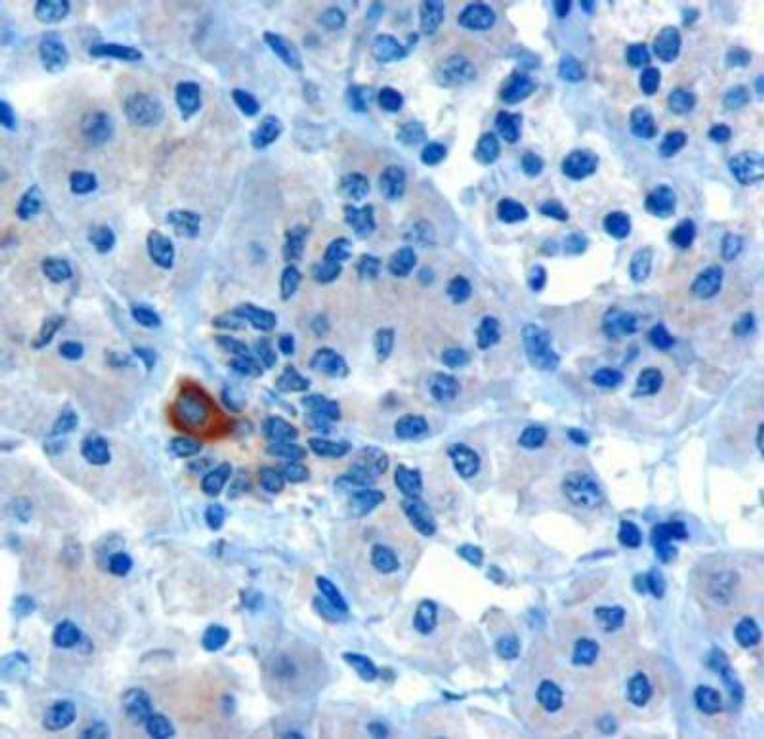 Immunohistochemistry: PARD6A Antibody [NB300-953] - (10ug/ml) staining of paraffin embedded Human Human Pancreas. Microwaved antigen retrieval with Tris/EDTA buffer pH9, HRP-staining.