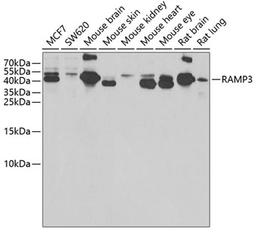 Western blot - RAMP3 antibody (A6715)