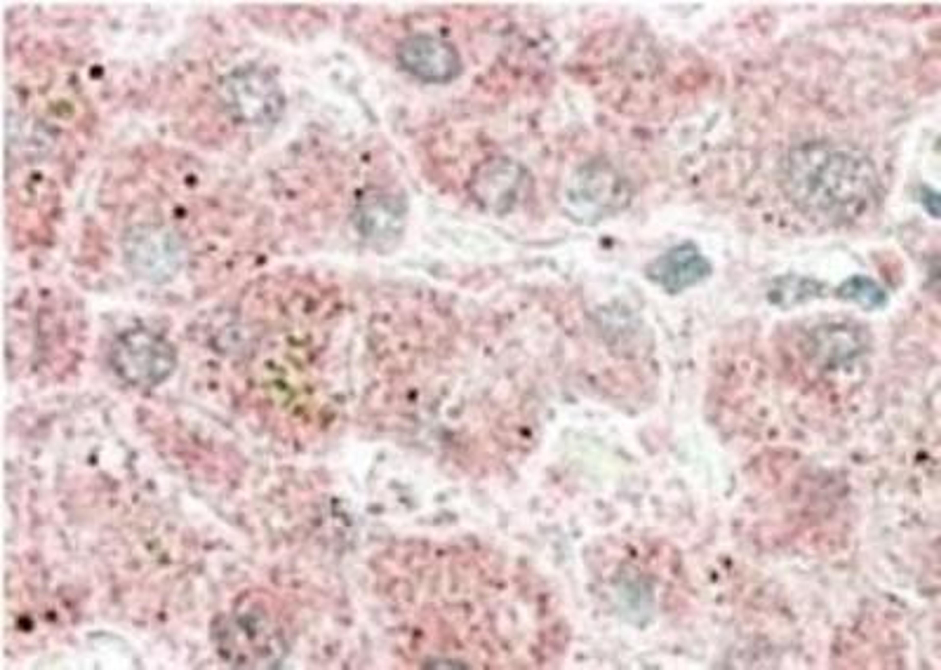 Immunohistochemistry-Paraffin: Apolipoprotein F Antibody [NBP1-20882] - Human Liver.