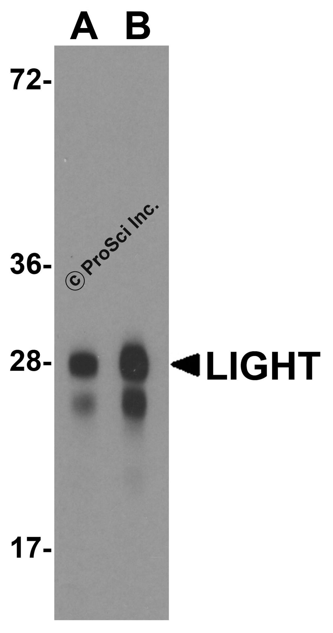 Western blot analysis of LIGHT in overexpressing HEK293 cells with LIGHT antibody at 0.5 and 1 μg/ml