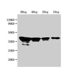 Western Blot. Positive WB detected in Recombinant protein. All lanes: nfuA antibody at 1:2500. Secondary. Goat polyclonal to rabbit IgG at 1/50000 dilution. Predicted band size: 38 kDa. Observed band size: 43 kDa.