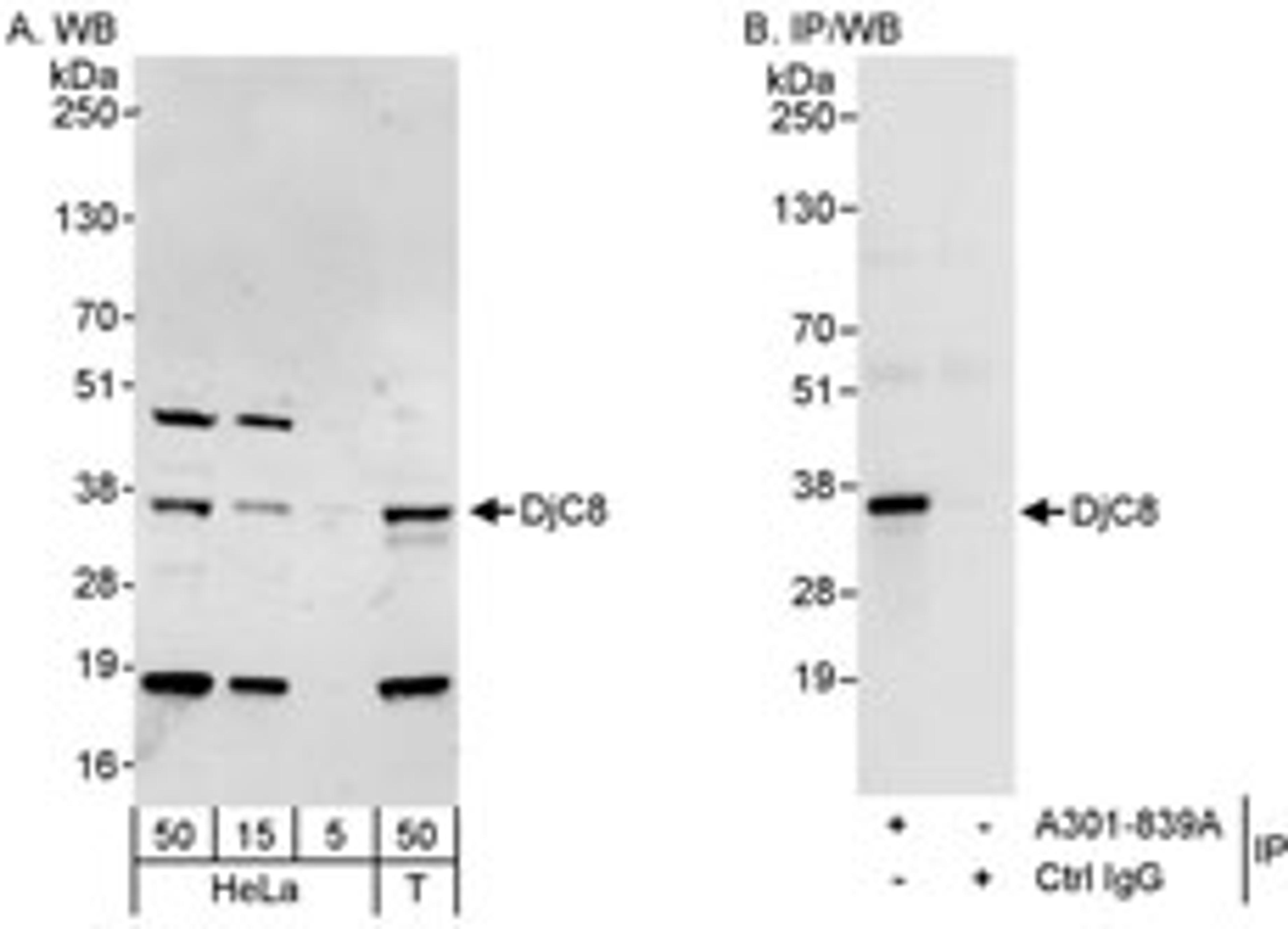 Detection of human DjC8 by western blot and immunoprecipitation.