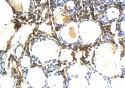 Immunohistochemical staining of paraffin embedded mouse thyroid gland tissue using Osteopontin antibody.