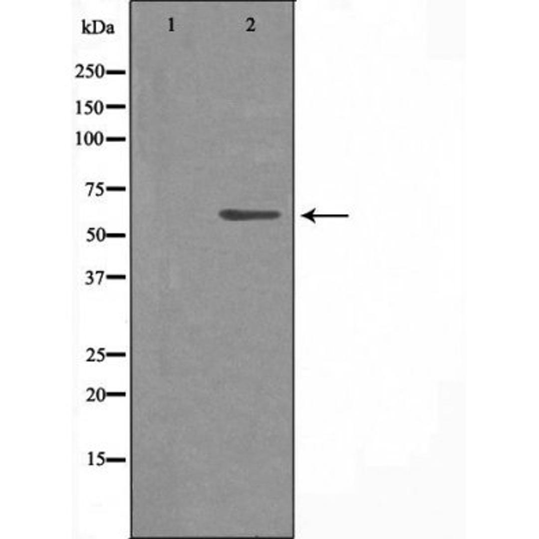 Western blot analysis of 293 cells and Jurkat cells using 4X1 (Cytochrome P450) antibody