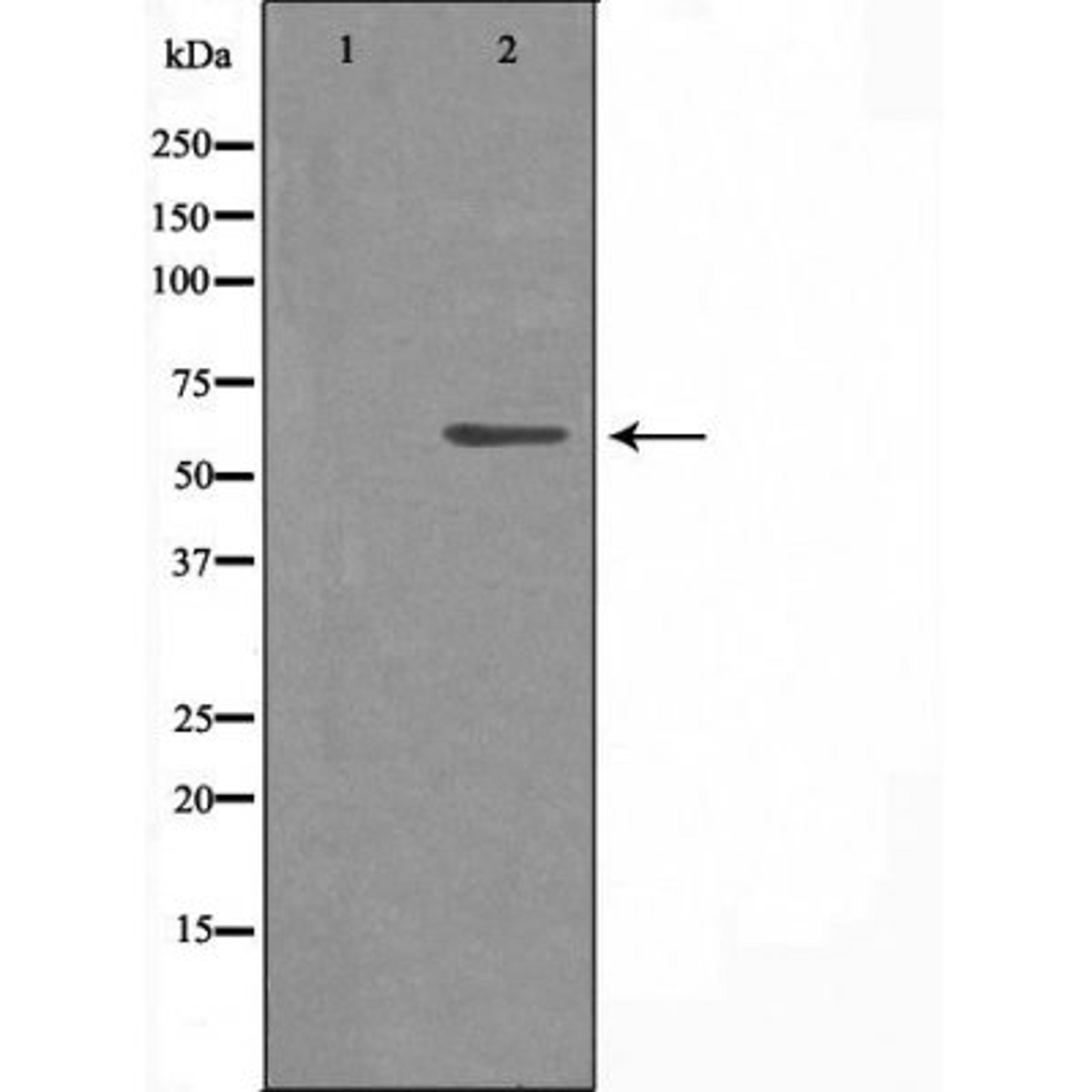 Western blot analysis of 293 cells and Jurkat cells using 4X1 (Cytochrome P450) antibody