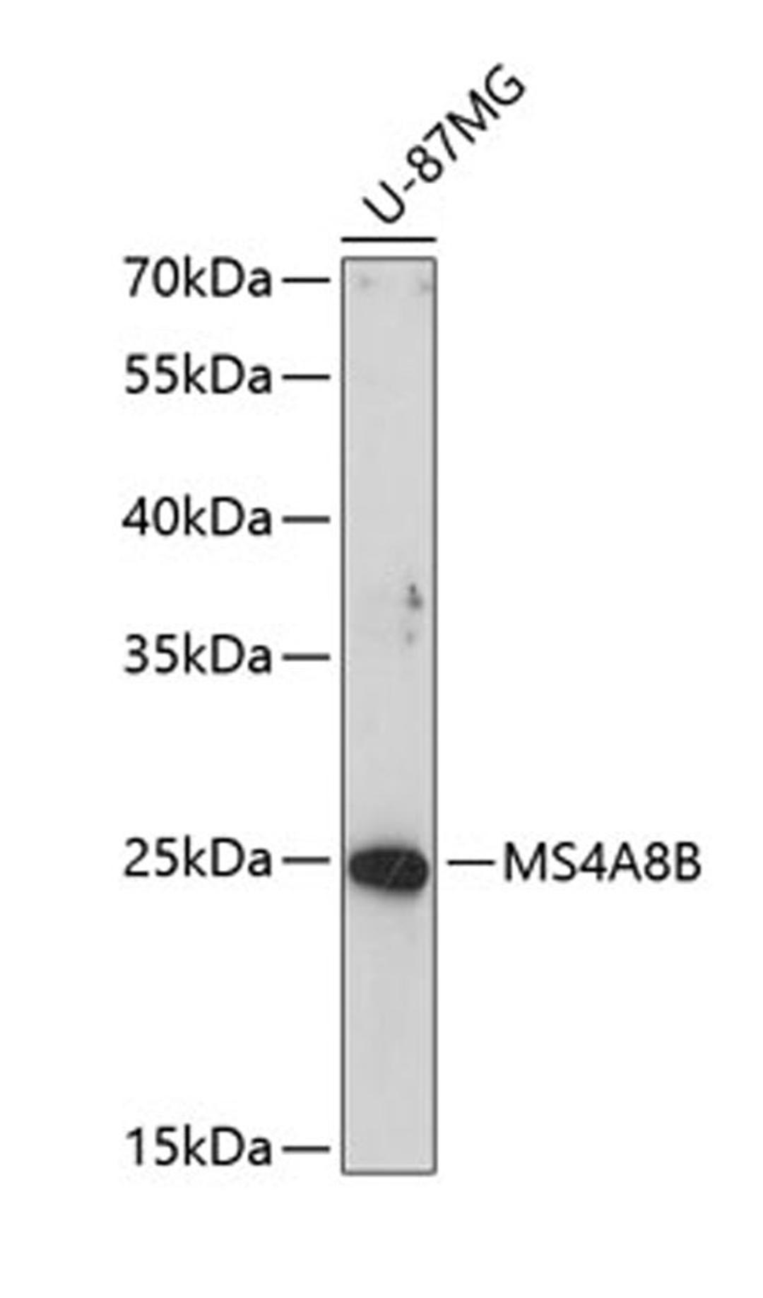 Western blot - MS4A8B antibody (A10330)