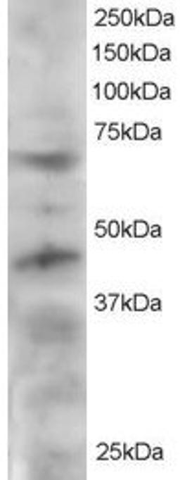 46-480 staining (2ug/ml) of HeLa lysate (RIPA buffer, 30ug total protein per lane). Primary incubated for 12 hour. Detected by western blot using chemiluminescence.