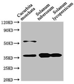 Western Blot. Positive WB detected in: Cucurbita moschata leaf tissue, Solanum tuberosum leaf tissue, Solanum lycopersicum leaf tissue. All lanes: CHN48 antibody at 1:1000. Secondary. Goat polyclonal to rabbit IgG at 1/50000 dilution. Predicted band size: 36 kDa. Observed band size: 36 kDa. 