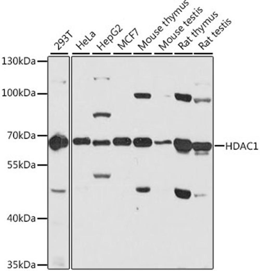 Western blot - HDAC1 antibody (A0238)