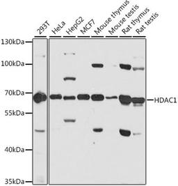 Western blot - HDAC1 antibody (A0238)