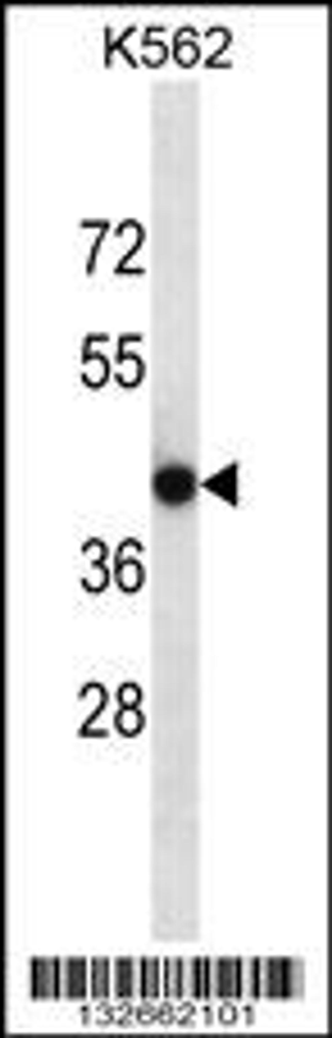 Western blot analysis in K562 cell line lysates (35ug/lane).