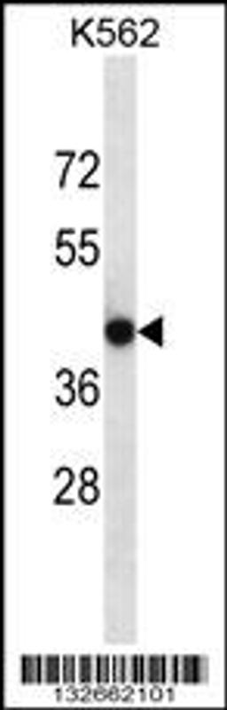 Western blot analysis in K562 cell line lysates (35ug/lane).