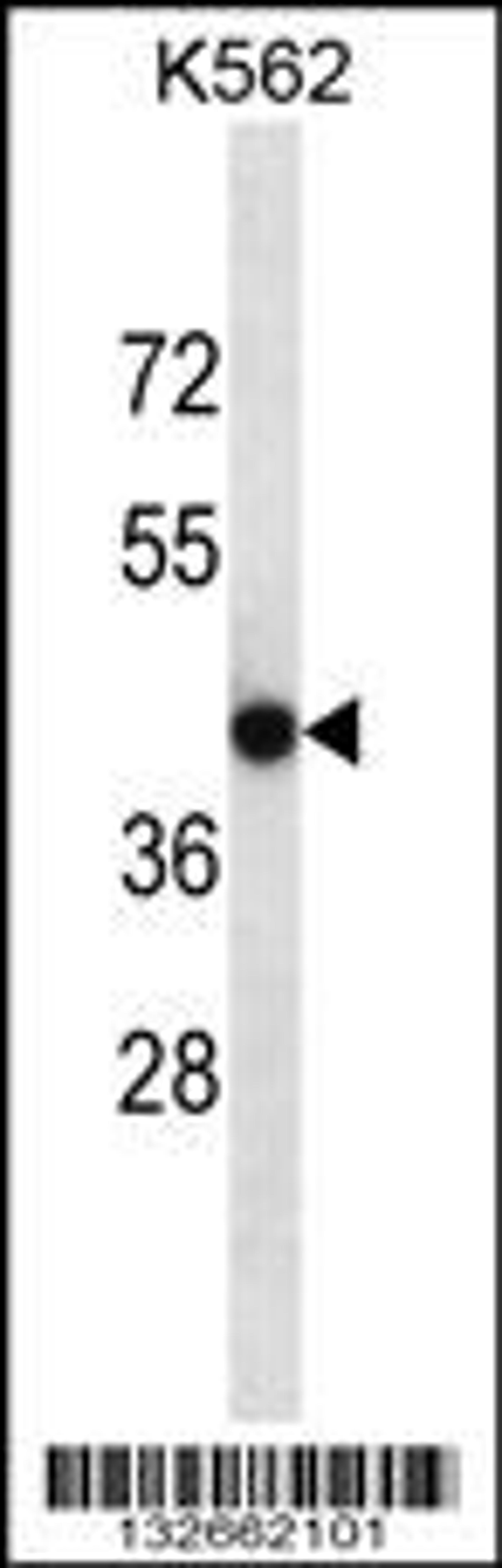 Western blot analysis in K562 cell line lysates (35ug/lane).