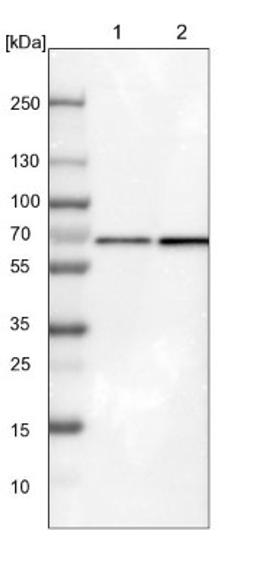 Western Blot: ATIC Antibody [NBP1-89192] - Lane 1: NIH-3T3 cell lysate (Mouse embryonic fibroblast cells)<br/>Lane 2: NBT-II cell lysate (Rat Wistar bladder tumour cells)