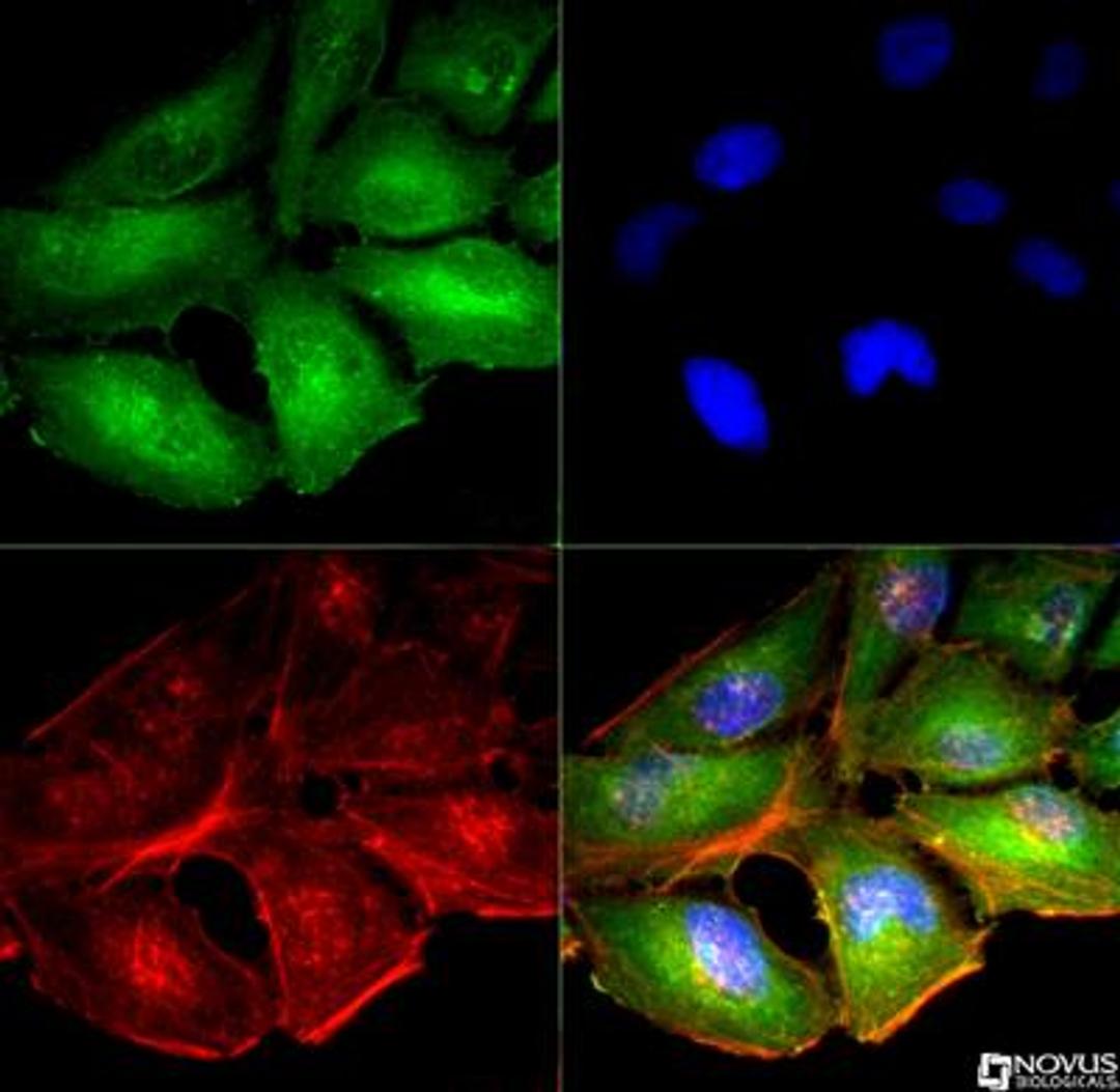 Immunocytochemistry/Immunofluorescence: Mitofusin-1 Antibody [NBP1-51841] - Mitofusin-1 antibody was tested in HeLa cells with DyLight 488 (green). Nuclei and alpha-tubulin were counterstained with DAPI (blue) and Dylight 550 (red).