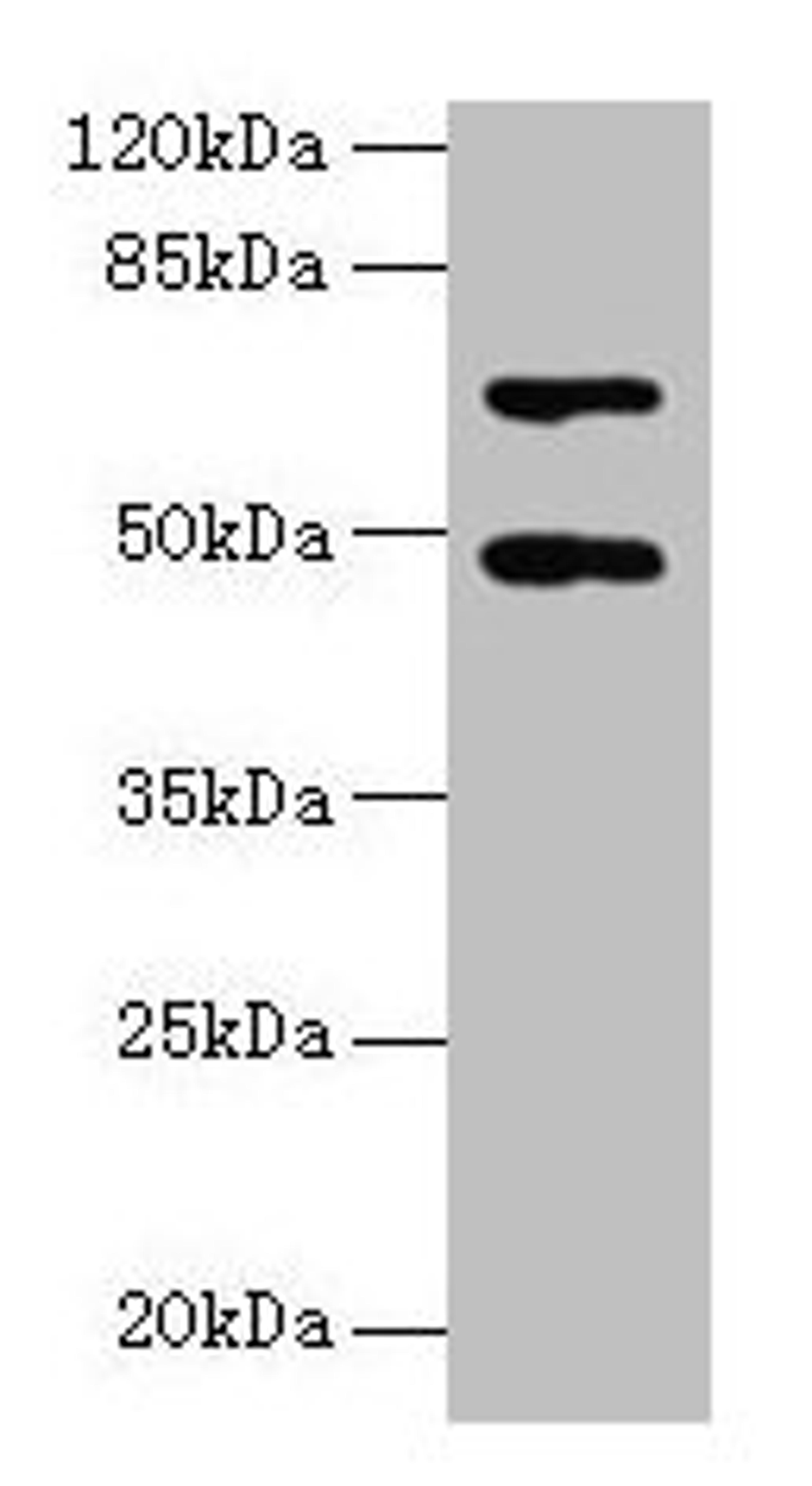 Western blot. All lanes: HDAC3 antibody at 2µg/ml + Hela whole cell lysate. Secondary. Goat polyclonal to rabbit IgG at 1/10000 dilution. Predicted band size: 49, 50 kDa. Observed band size: 49 kDa