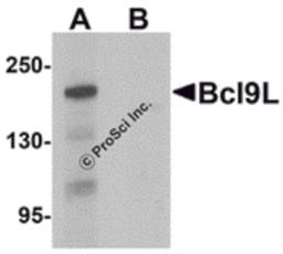Western blot analysis of Bcl9L in HeLa cell lysate with Bcl9L antibody at 1 μg/mL in (A) the absence and (B) the presence of blocking peptide.