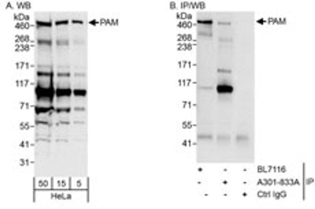 Detection of human PAM by western blot and immunoprecipitation.