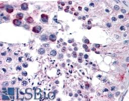 45-637 (5ug/ml) staining of paraffin embedded Human Testis. Steamed antigen retrieval with citrate buffer pH 6, AP-staining.