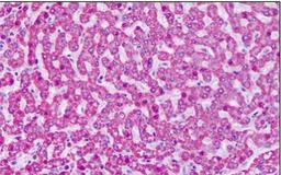 Immunohistochemistry-Paraffin: mGluR7 Antibody [NLS917] - Analysis of anti-GRM7 / MGLUR7 antibody with human liver at dilution 7 ug/ml.