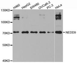 Western blot analysis of extracts of various cell lines using NEDD9 antibody