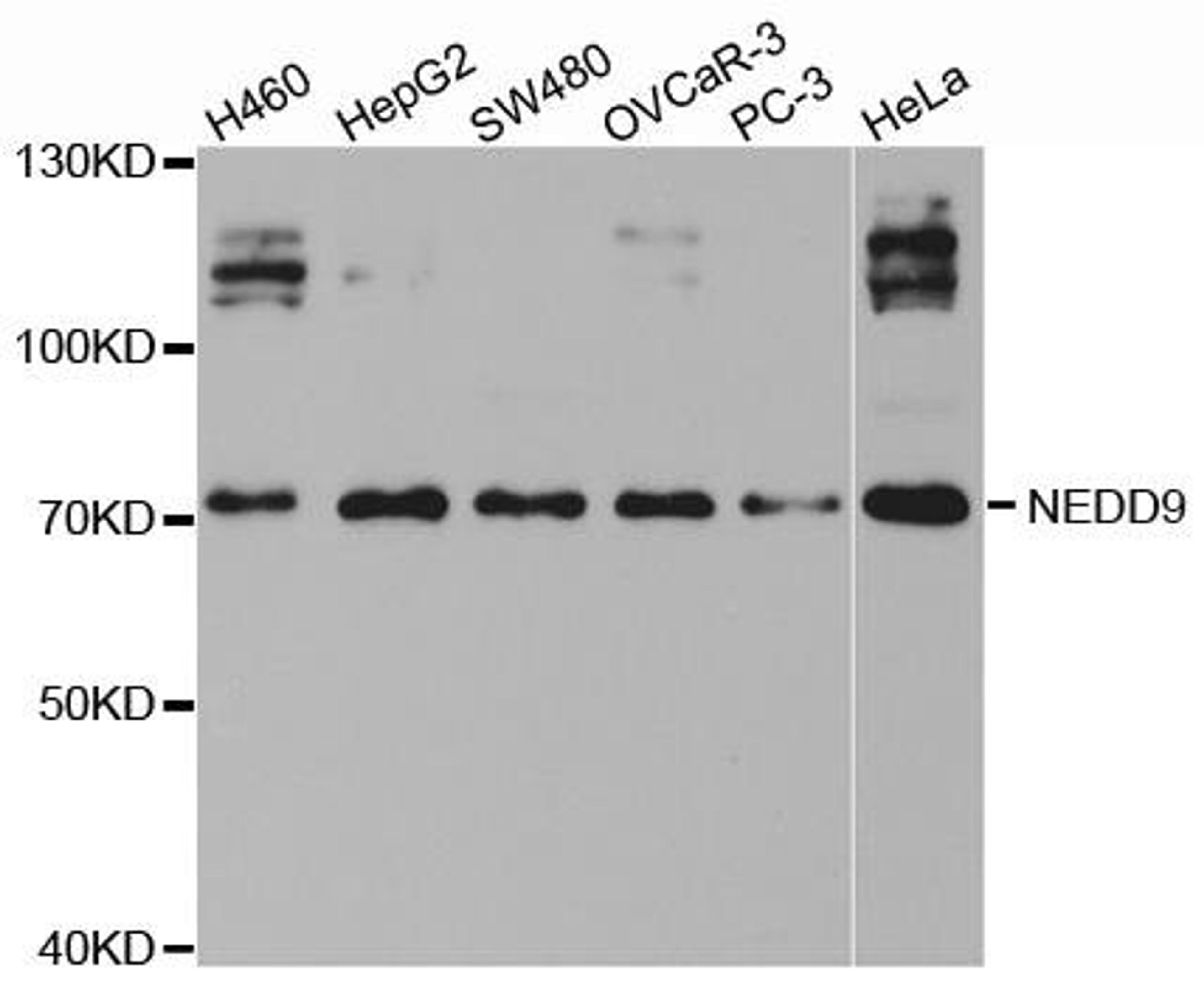 Western blot analysis of extracts of various cell lines using NEDD9 antibody