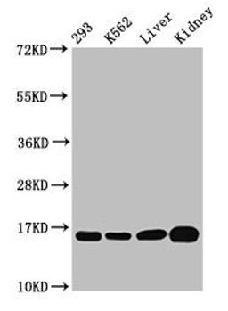 Western Blot. Positive WB detected in: 293 whole cell lysate, K562 whole cell lysate, Rat liver tissue, Mouse kidney tissue. All lanes: HIST1H3A antibody at 0.52µg/ml. Secondary. Goat polyclonal to rabbit IgG at 1/50000 dilution. Predicted band size: 16 kDa. Observed band size: 16 kDa