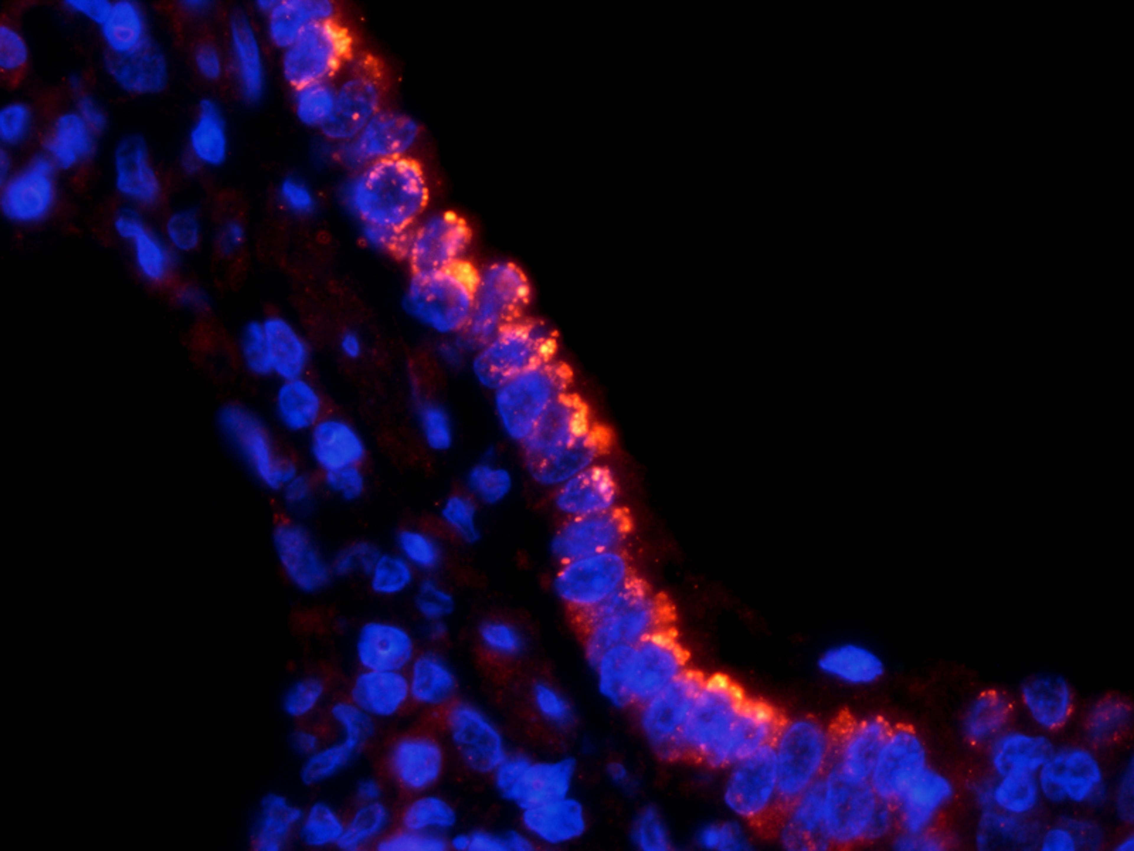 Immunofluorescence image of pig lung tissue using anti-SLC34A2 (dilution at 1:300)