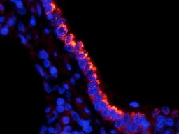 Immunofluorescence image of pig lung tissue using anti-SLC34A2 (dilution at 1:300)