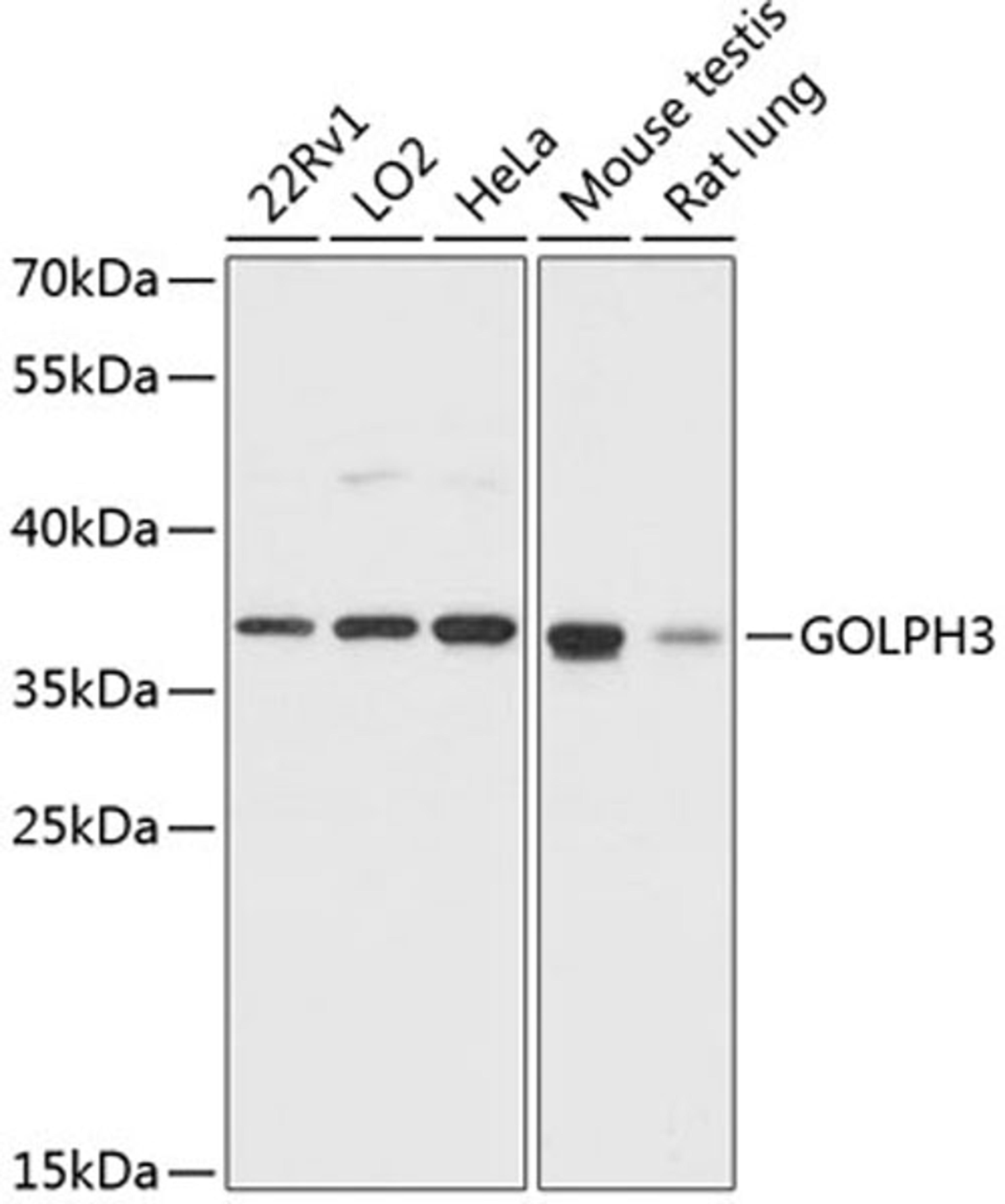 Western blot - GOLPH3 antibody (A13121)