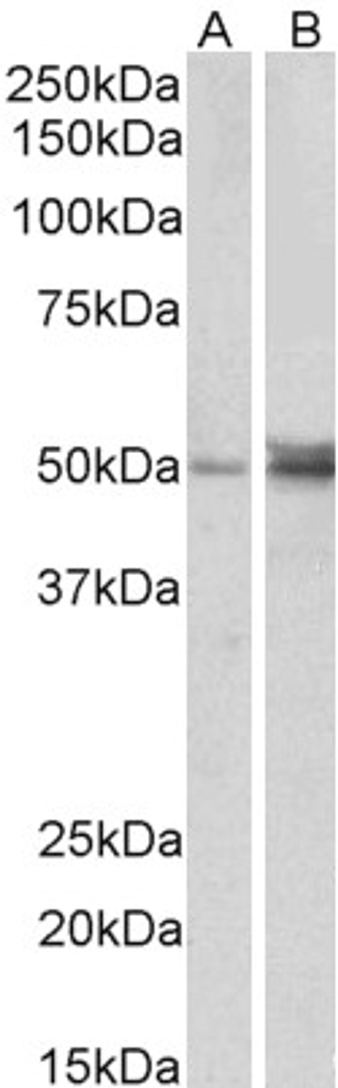 45-617 (1ug/ml) staining of Human (A) and Mouse (B) Ovary lysate (35ug protein in RIPA buffer). Detected by chemiluminescence.