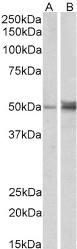 45-617 (1ug/ml) staining of Human (A) and Mouse (B) Ovary lysate (35ug protein in RIPA buffer). Detected by chemiluminescence.