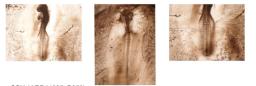 Antibody used in IHC on Chicken embryos at 1:1000.