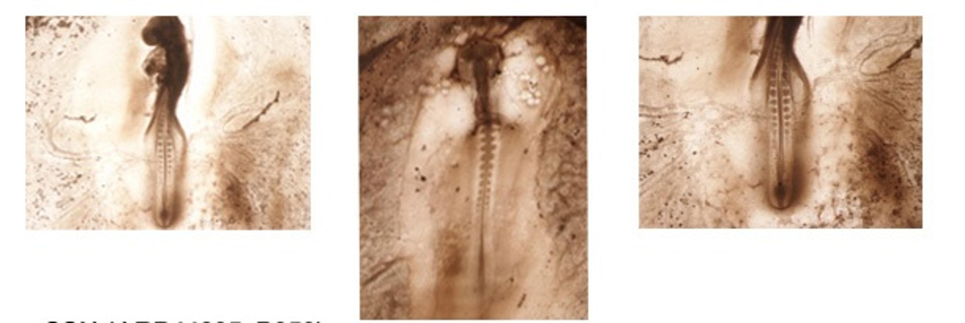 Antibody used in IHC on Chicken embryos at 1:1000.