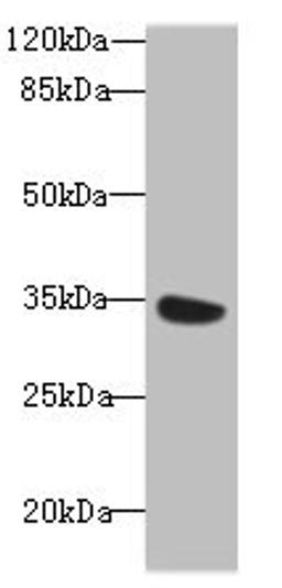 Western blot. All lanes: MIOX antibody at 6µg/ml + Mouse kidney tissue. Secondary. Goat polyclonal to rabbit IgG at 1/10000 dilution. Predicted band size: 34, 25 kDa. Observed band size: 34 kDa