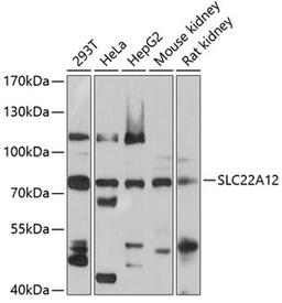 Western blot - SLC22A12 antibody (A5118)