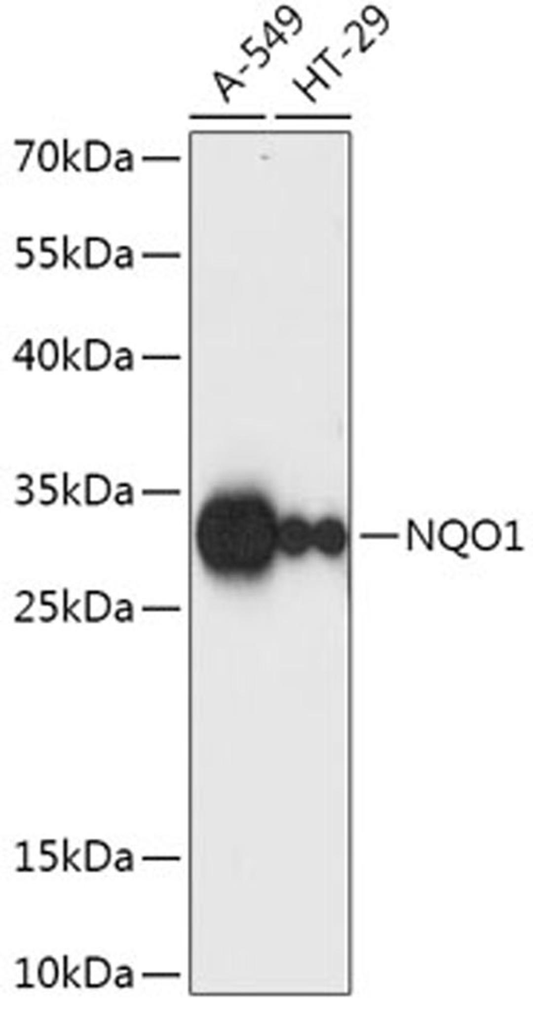 Western blot - NQO1 antibody (A1518)