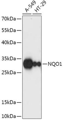 Western blot - NQO1 antibody (A1518)