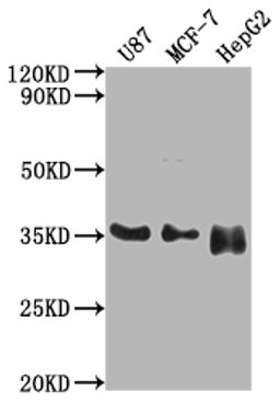 Western Blot. Positive WB detected in: U87 whole cell lysate, MCF-7 whole cell lysate, HepG2 whole cell lysate. All lanes: HMGCL antibody at 1:2000. Secondary. Goat polyclonal to rabbit IgG at 1/50000 dilution. Predicted band size: 35, 27, 21 kDa. Observed band size: 35 kDa.