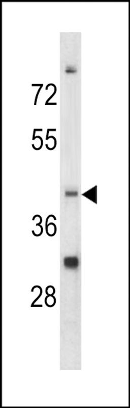 Western blot analysis of CCRN4L antibody in K562 cell line lysates (35ug/lane)