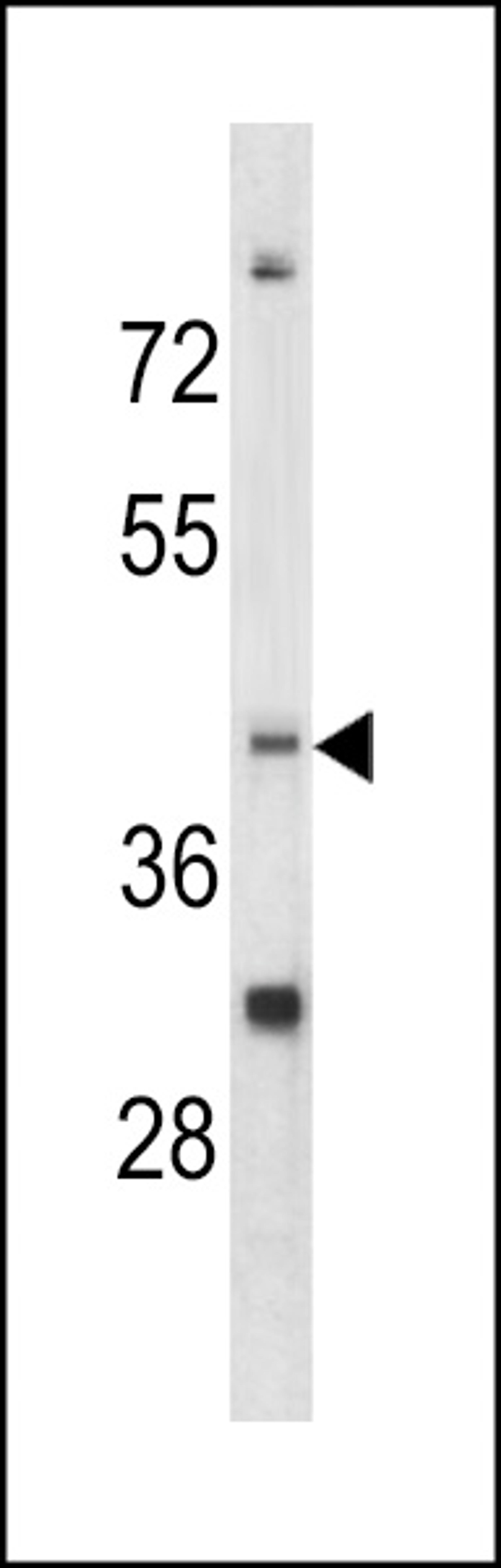 Western blot analysis of CCRN4L antibody in K562 cell line lysates (35ug/lane)