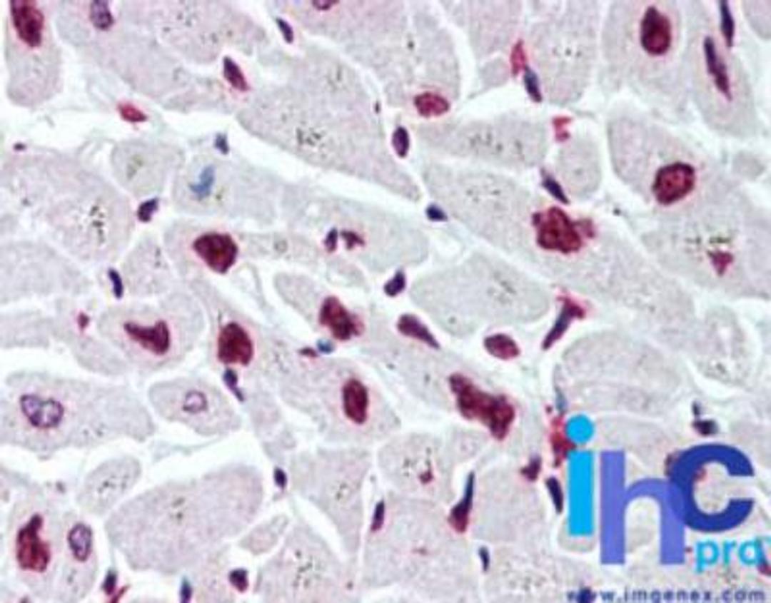 Immunohistochemistry-Paraffin: Histone H2B, member S Antibody [NB100-56347] - Formalin-fixed, paraffin-embedded human heart stained with Histone H2B antibody at 10 ug/ml.    Staining of formalin-fixed tissues is enhanced by boiling tissue sections in 10 mM sodium citrate buffer, pH 6.0 for 10-20 min followed by cooling at RT for 20 min.