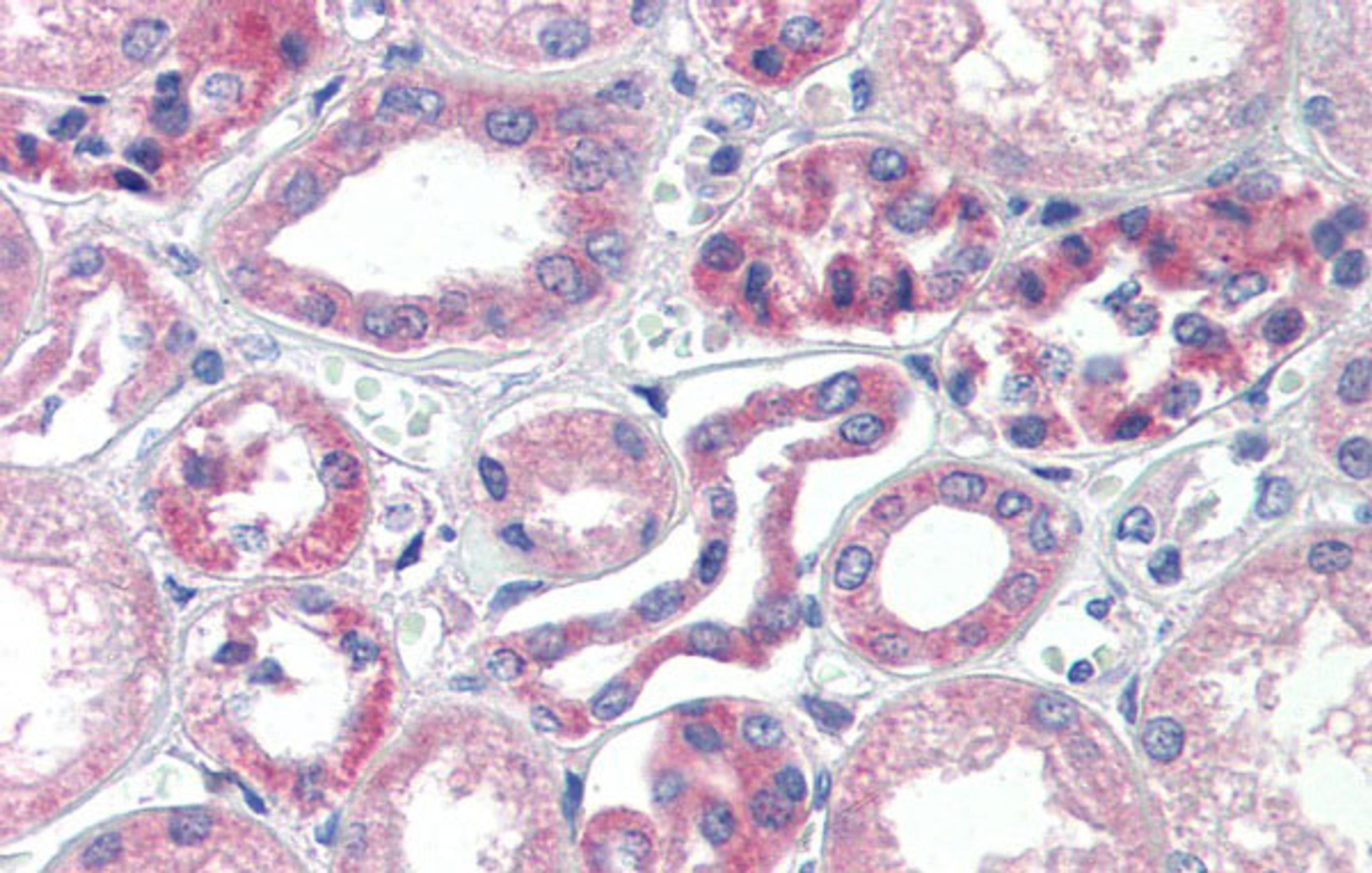 Antibody used in IHC on Human kidney at 5.0 ug/ml.