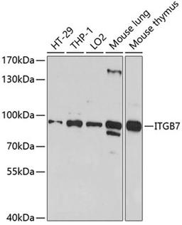 Western blot - ITGB7 antibody (A5873)