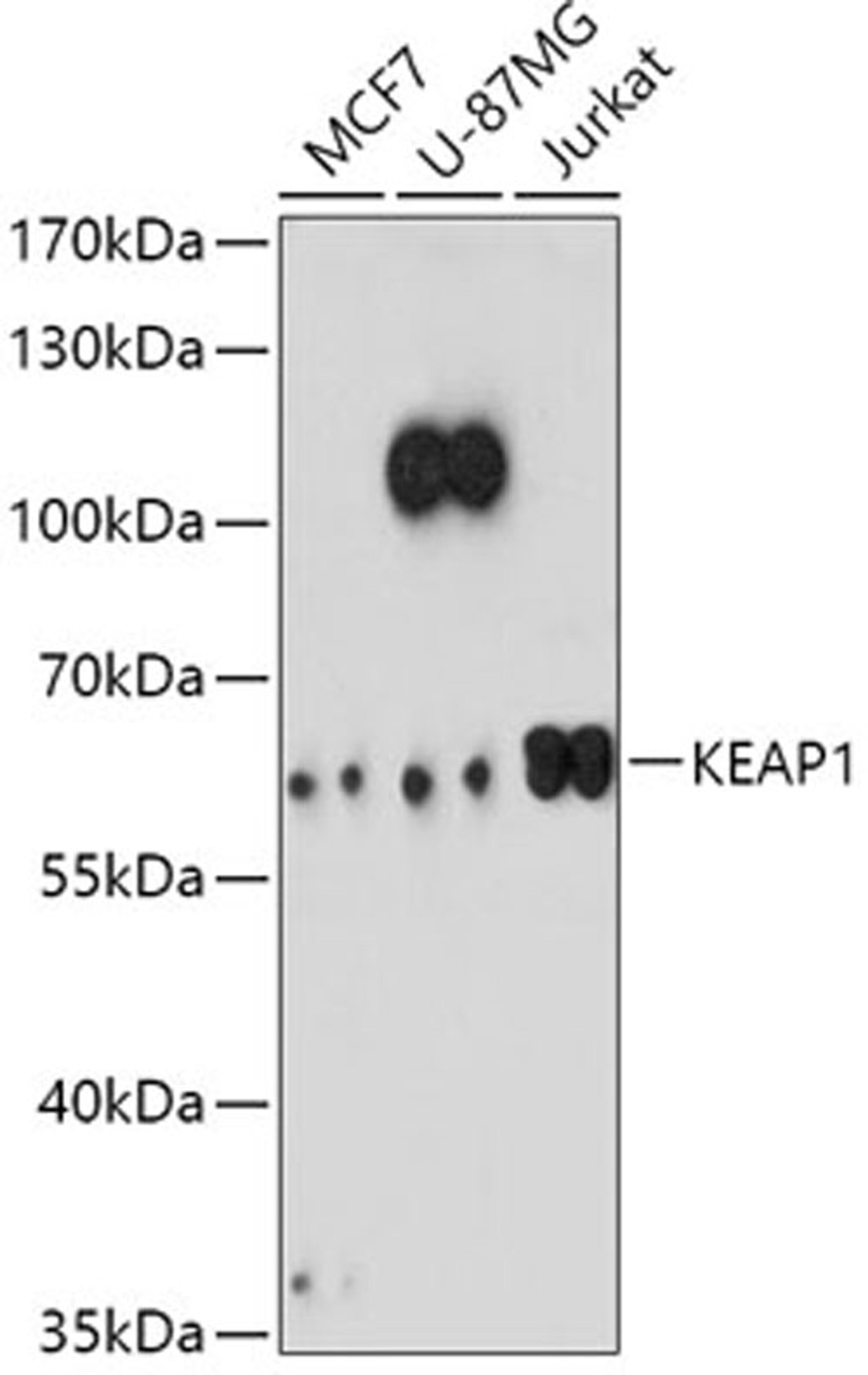 Western blot - KEAP1 antibody (A11484)