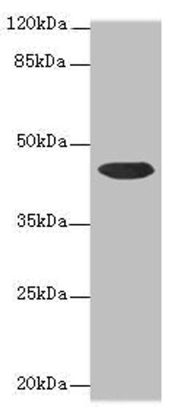 Western blot. All lanes: CCDC89 antibody at 1.7µg/ml + Mouse kidney tissue. Secondary. Goat polyclonal to rabbit IgG at 1/10000 dilution. Predicted band size: 44 kDa. Observed band size: 44 kDa