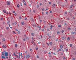 46-844 (2.5ug/ml) staining of paraffin embedded Human Liver. Steamed antigen retrieval with citrate buffer pH 6, AP-staining.