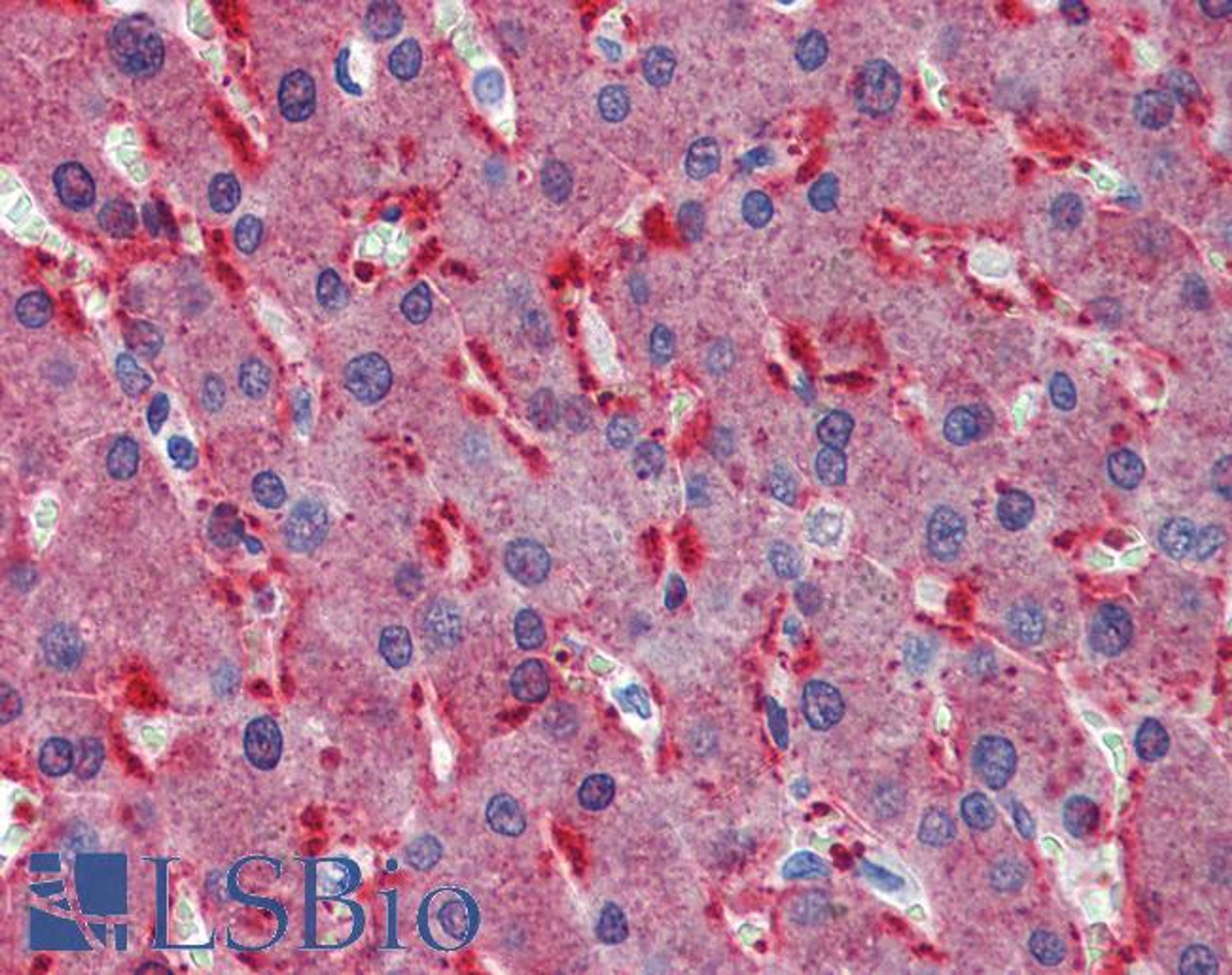 46-844 (2.5ug/ml) staining of paraffin embedded Human Liver. Steamed antigen retrieval with citrate buffer pH 6, AP-staining.