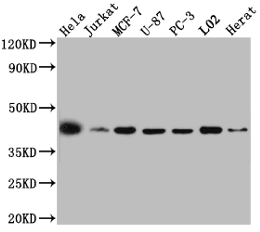Western Blot. Positive WB detected in: Hela whole cell lysate, Jurkat whole cell lysate, MCF-7 whole cell lysate, U-87 whole cell lysate, PC-3 whole cell lysate, L02 whole cell lysate, Rat Heart whole cell lysate. All lanes: p38 MAPK antibody at 1:1000. Secondary. Goat polyclonal to rabbit IgG at 1/50000 dilution. Predicted band size: 42, 42, 35, 36, 30 kDa. Observed band size: 42 kDa.