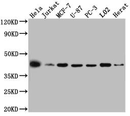 Western Blot. Positive WB detected in: Hela whole cell lysate, Jurkat whole cell lysate, MCF-7 whole cell lysate, U-87 whole cell lysate, PC-3 whole cell lysate, L02 whole cell lysate, Rat Heart whole cell lysate. All lanes: p38 MAPK antibody at 1:1000. Secondary. Goat polyclonal to rabbit IgG at 1/50000 dilution. Predicted band size: 42, 42, 35, 36, 30 kDa. Observed band size: 42 kDa.